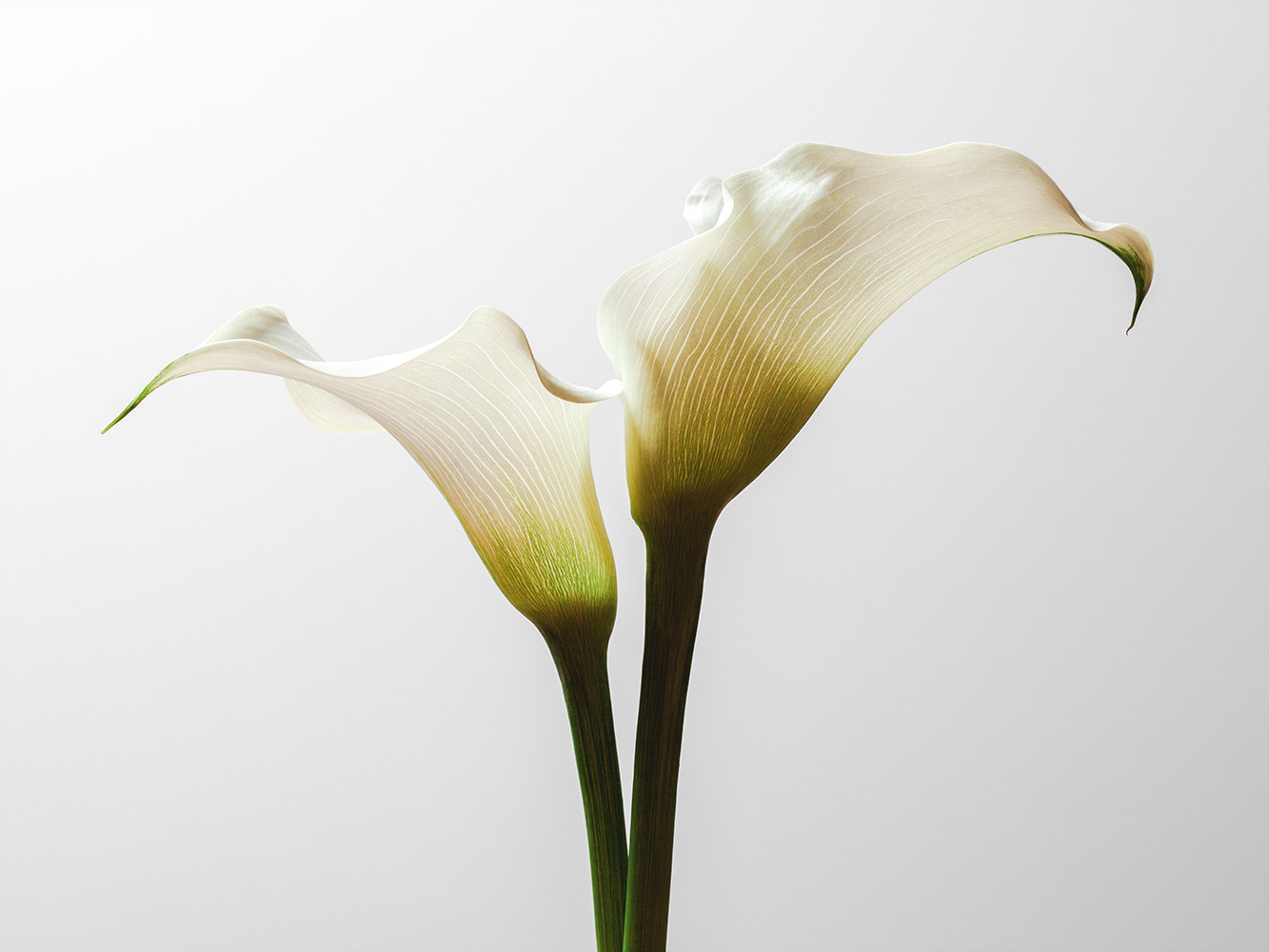 Gallery Images