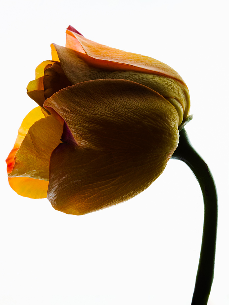 Gallery Images