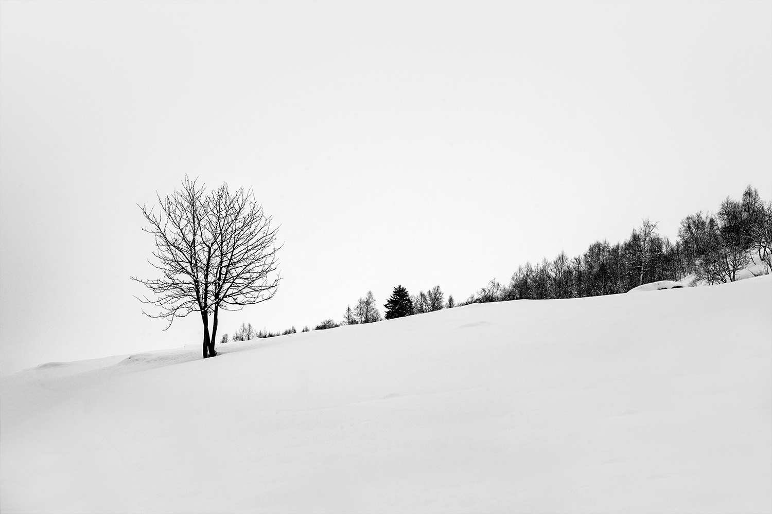 Gallery Images